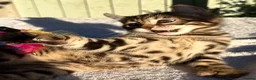 Keetso cats for sale: Superb polydactyl curled eared Keetso kittens.  - Advert 6