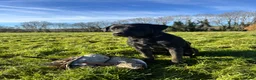 Labrador Retriever dogs for sale: Exceptional KC Labrador Puppies from Working Line  - Advert 8