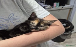 Domestic Shorthair cats for sale: 3 beautiful female kittens  - Image 8