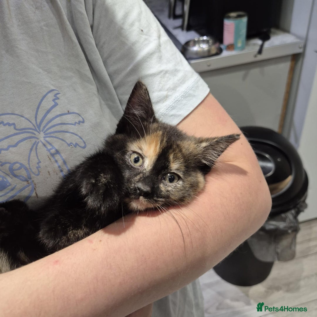 Domestic Shorthair cats for sale: 3 beautiful female kittens  - Image 8