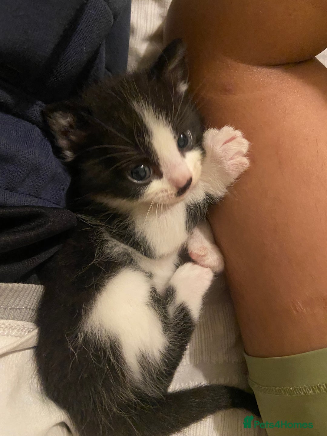 Domestic Shorthair cats for sale: Adorable Black & White Kittens  - Image 8