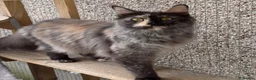 Maine Coon cats for sale: Maine Coons - Advert 3