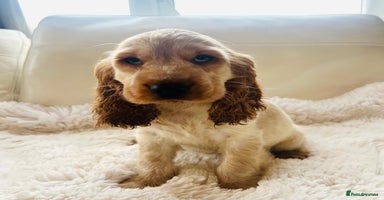Cocker Spaniel dogs - Advert 9
