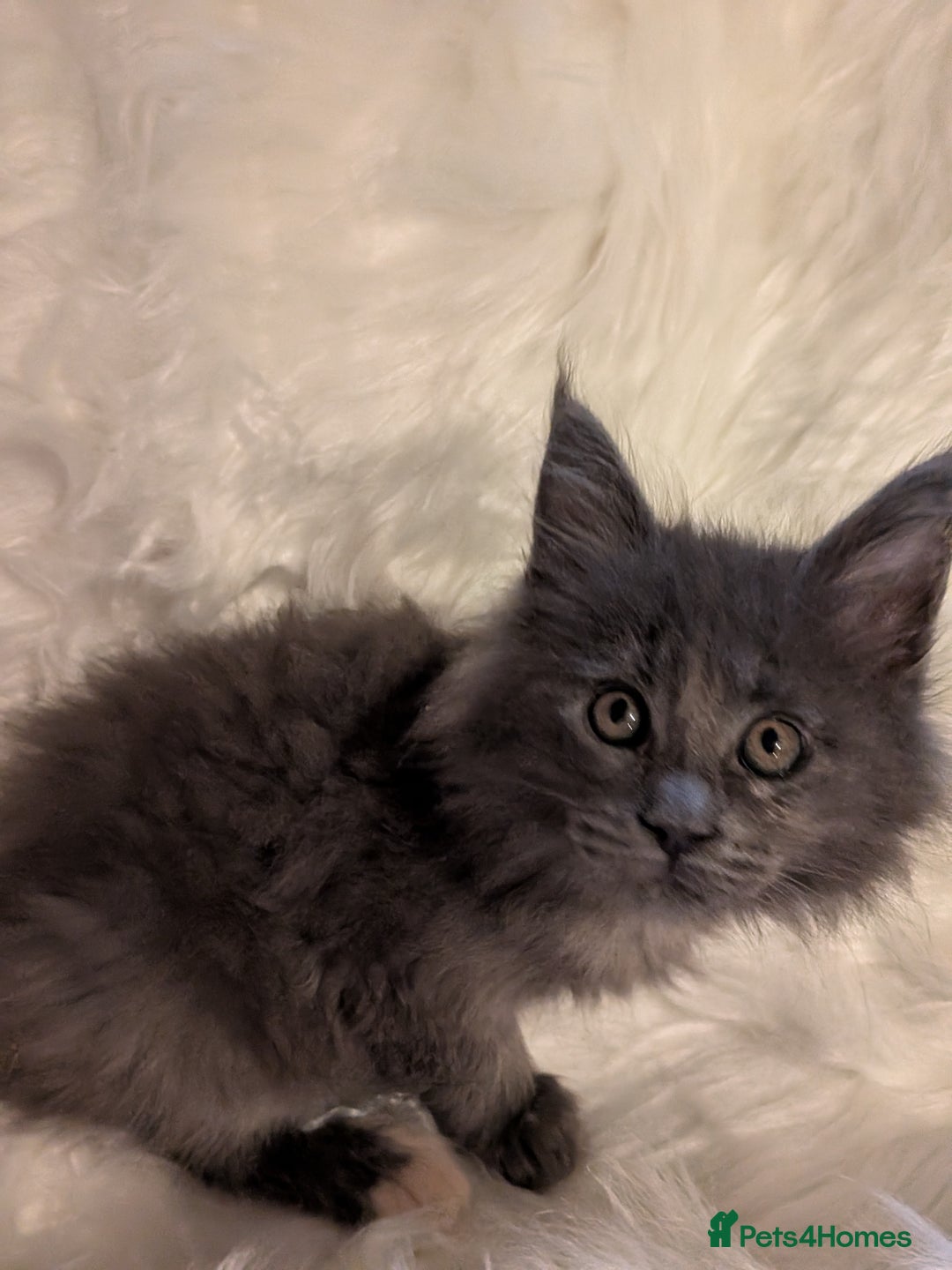 Maine Coon cats for sale: Main Coon kittens for sale  - Advert 11