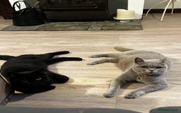 British Shorthair cats for sale: Black bsh kitten  - Image 5