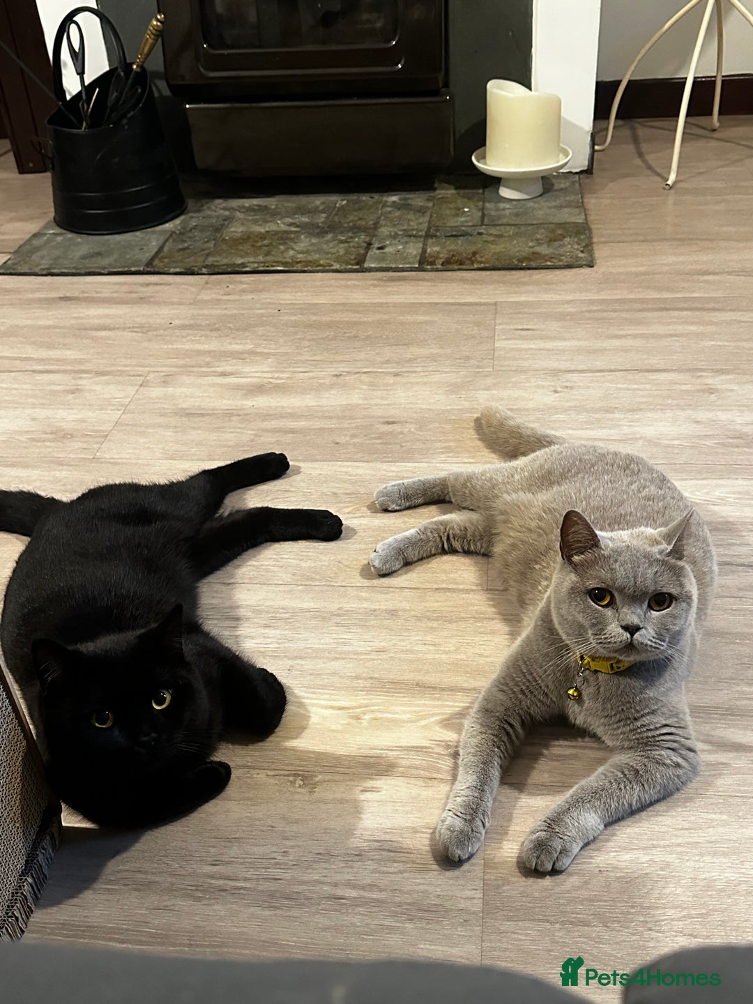 British Shorthair cats for sale: Black bsh kitten  - Image 5