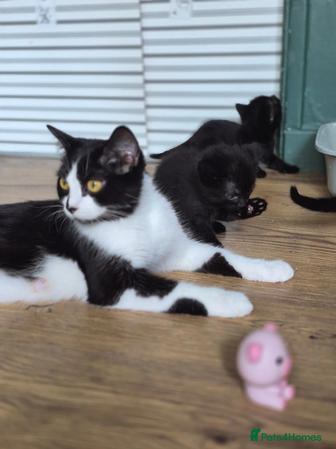 Mixed Breed cats for sale: 4 chunky male kittens  - Advert 1