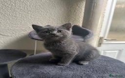 Scottish Fold cats for sale: Beautiful Scottish folds and straights kittens🎀 - Image 22