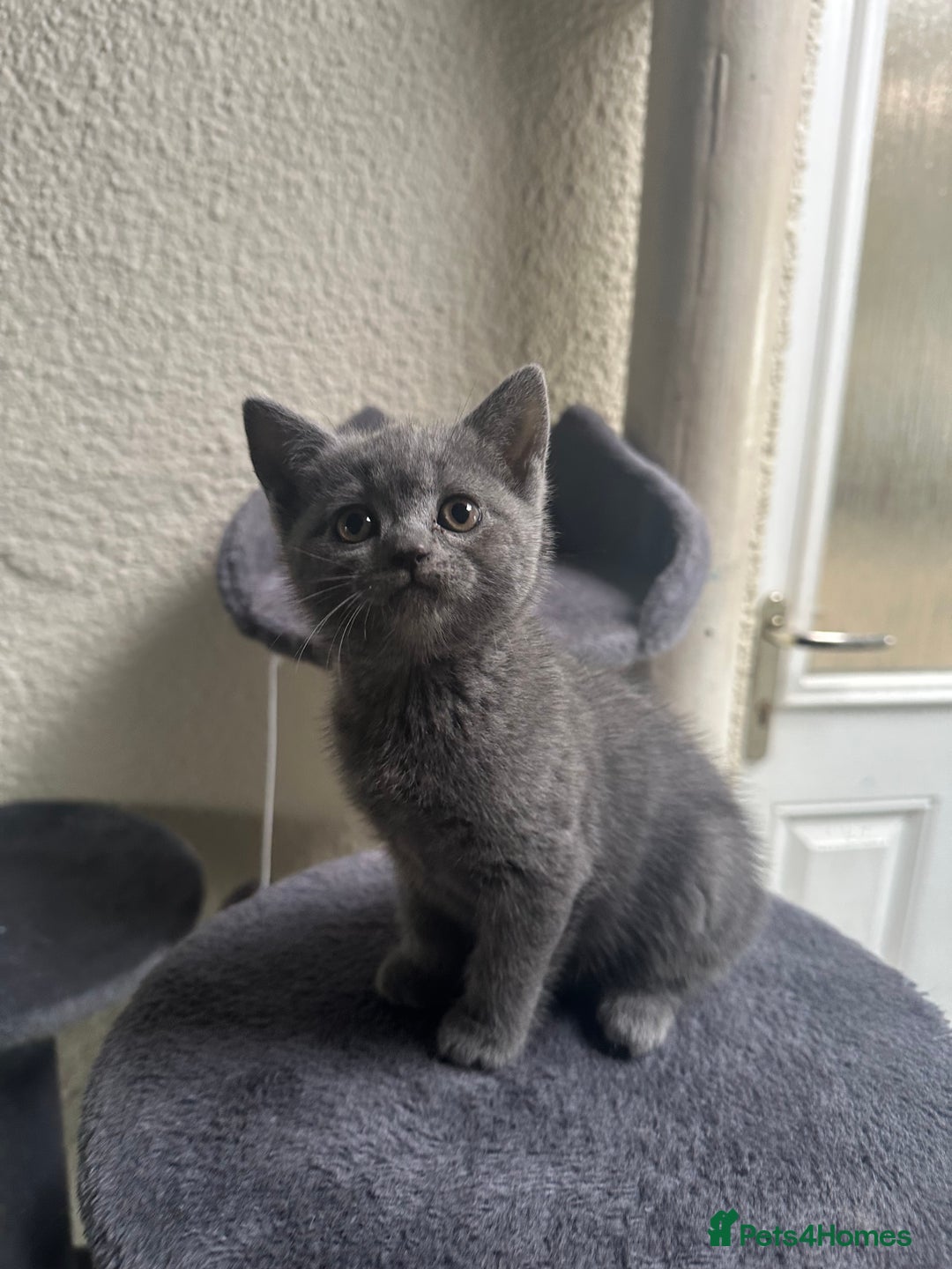 Scottish Fold cats for sale: Beautiful Scottish folds and straights kittens🎀 - Image 22