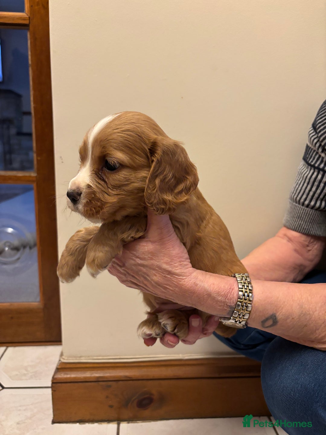 Cocker Spaniel dogs for sale: KC reg cocker spaniels  - Advert 29