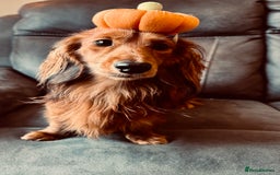 Miniature Dachshund dogs for sale: Quality Miniature Dachshund puppies - Advert 6