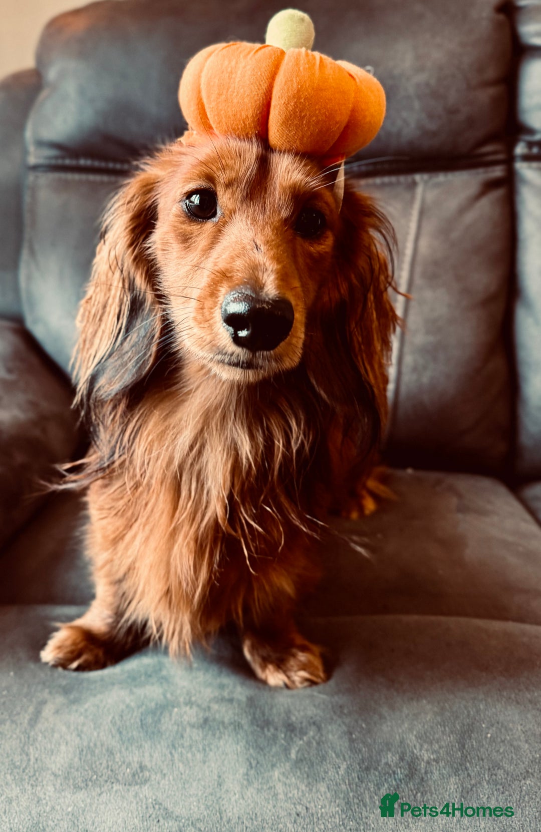 Miniature Dachshund dogs for sale: Quality Miniature Dachshund puppies - Advert 6