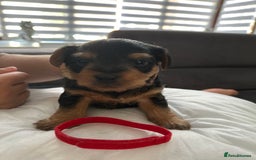 Mixed Breed dogs for sale: 4 adorable puppies looking for a new home  - Image 2