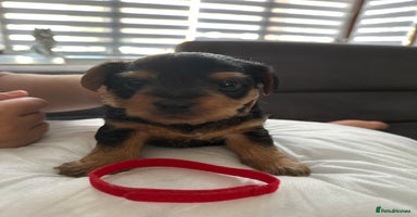 Mixed Breed dogs - Advert 3