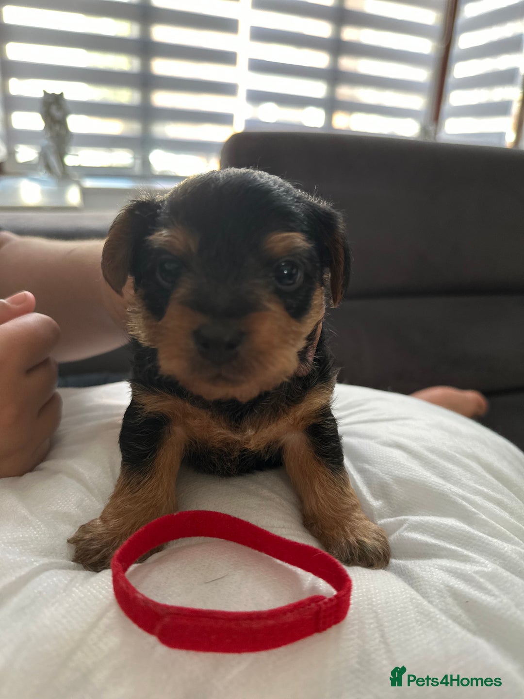 Mixed Breed dogs for sale: 4 adorable puppies looking for a new home  - Image 2