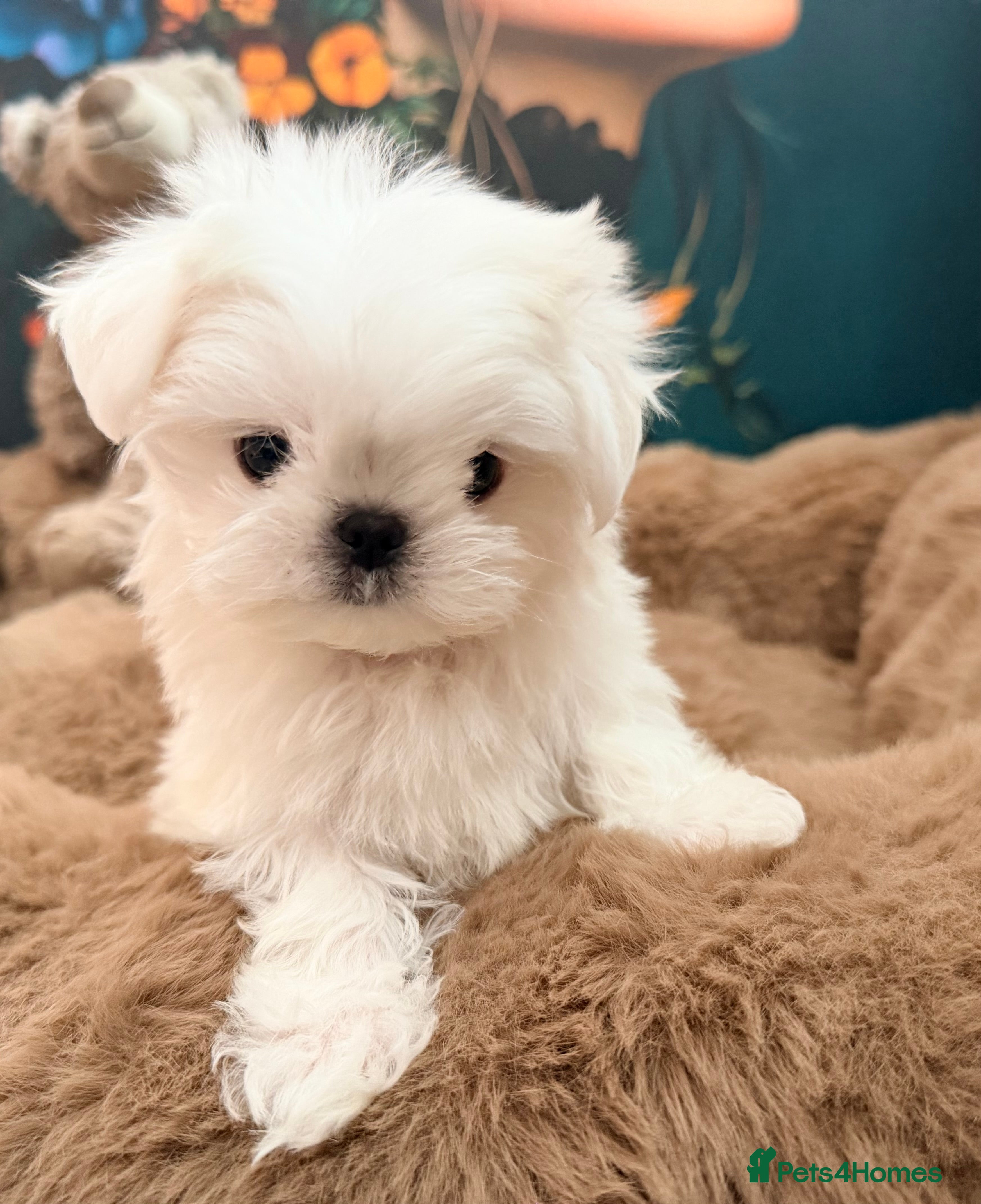 Maltese dogs Ready Now! Full Korean KC Registered little boy.  - Advert 6