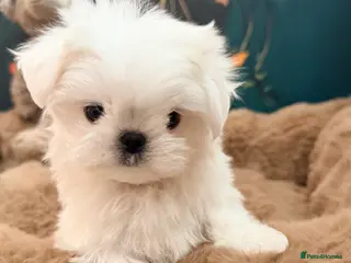 Maltese dogs Ready Now! Full Korean KC Registered little boy. - Advert 17