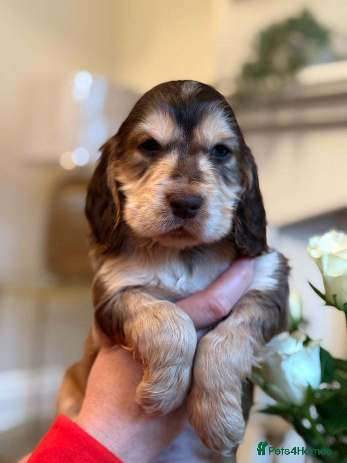 Cocker Spaniel dogs Show type cocker spaniels  - Advert 4