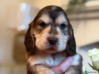 Cocker Spaniel dogs Show type cocker spaniels - Advert 4