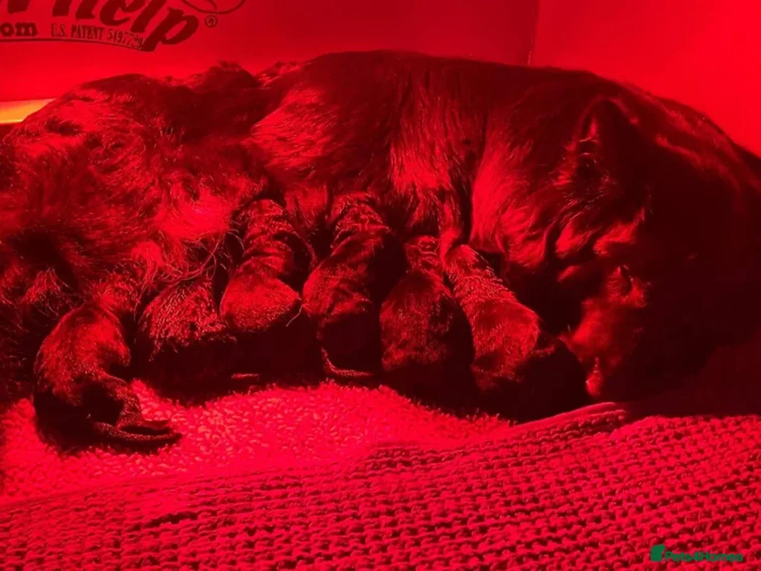 German Shepherd dogs for sale: 💥Champion🩸line KC Reg GermanShepherd puppy’s GSD - Advert 4