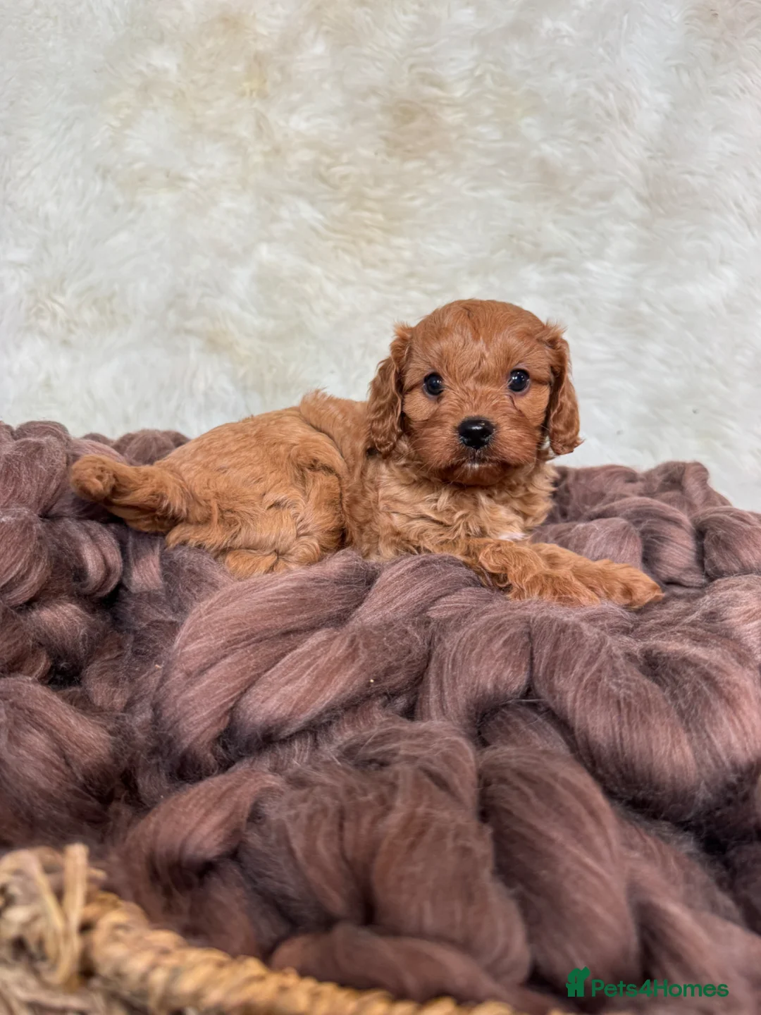 Cavapoo dogs for sale: DNA tested F1 Cavapoo puppies - Advert 8