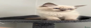 Ragdoll 6