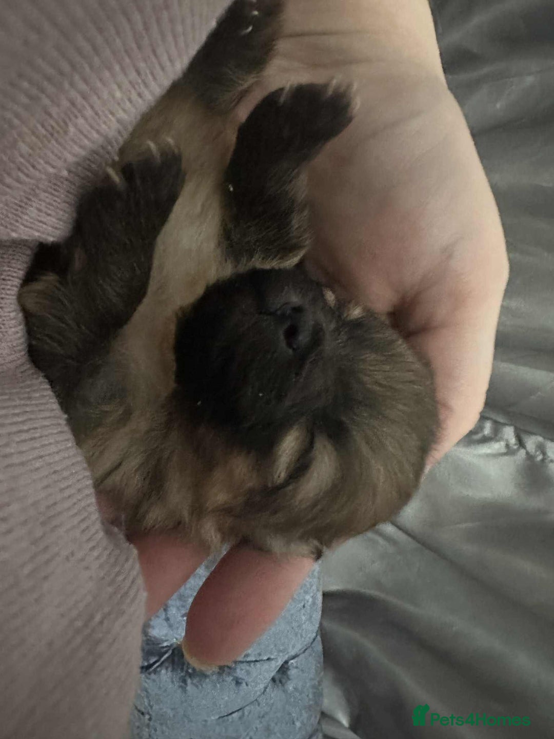 Pomeranian dogs for sale: Toy Pomeranian - Advert 6