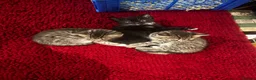 Mixed Breed cats for sale: Beautiful kittens for sale  - Advert 3