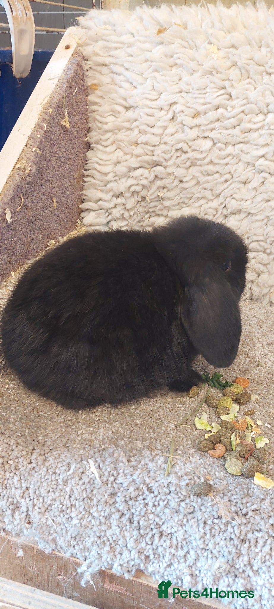 Mini Lop rabbits Extremely freindly 9week old Minilop Black Doe  - Advert 20