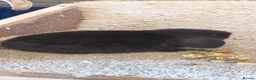 Mini Lop rabbits for sale: Extremely freindly 9week old Minilop Black Doe  - Advert 1