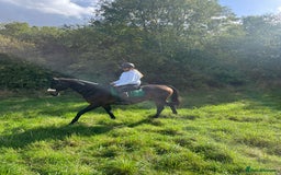 Riding pony horses for sale: British riding pony  - Image 5