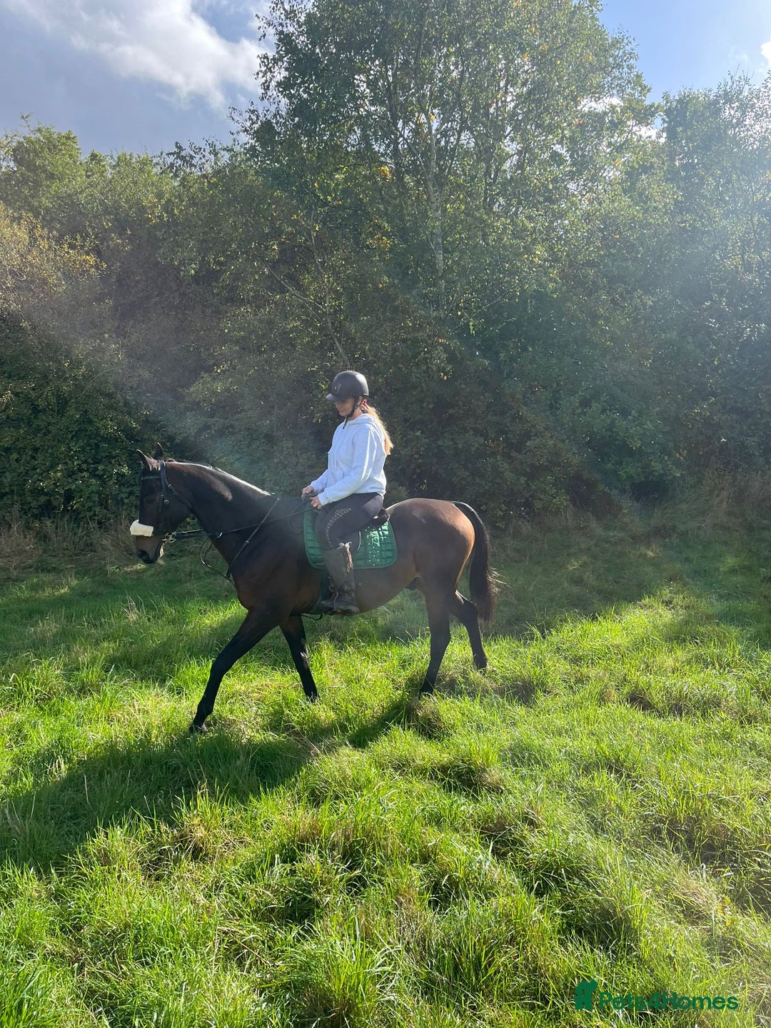 Riding pony horses for sale: British riding pony  - Image 5