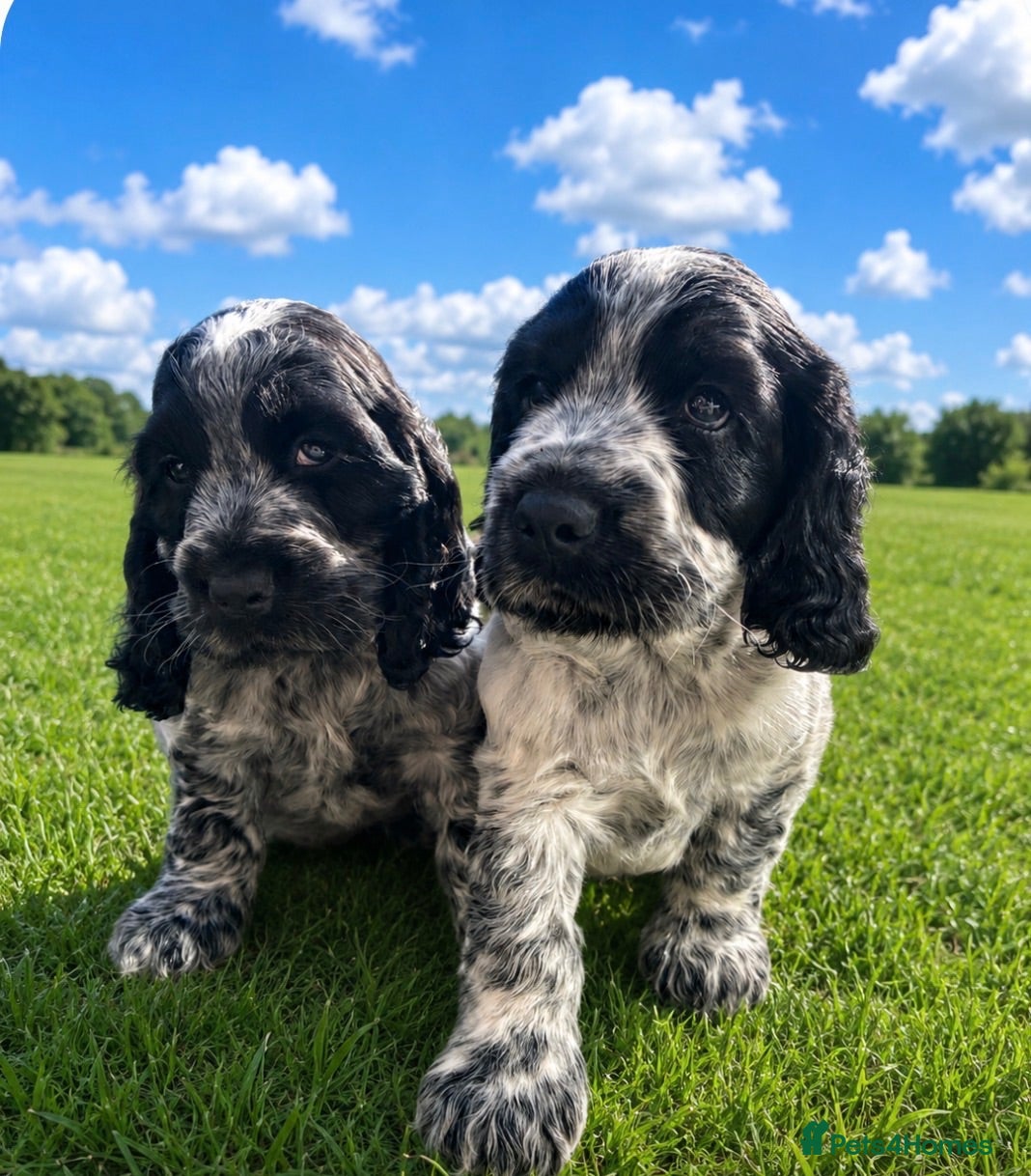 Cocker Spaniel dogs Show type cocker spaniel  - Advert 8
