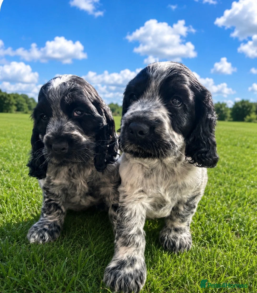 Cocker Spaniel dogs for sale: Show type cocker spaniel  - Advert 1