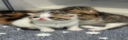 Exotic cats for sale:  ** 🔥OUTSTANDING EXOTIC SHORTHAIRS 🔥 - Advert 21