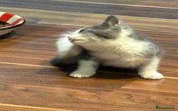 Domestic Shorthair cats for sale: Forever homes needed  - Image 11