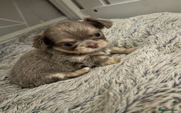 Chihuahua dogs for sale: KC LONG COAT CHIHUAHUA’S - Image 6