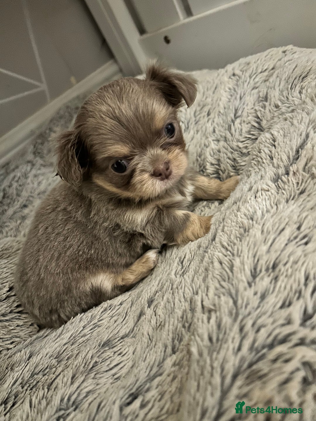 Chihuahua dogs for sale: KC LONG COAT CHIHUAHUA’S - Image 6