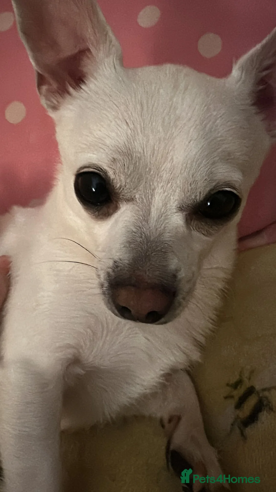 Chihuahua dogs for sale: Chihuahua Male Dog  in London - Advert 1