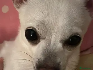 Chihuahua dogs Chihuahua Male Dog - Advert 1