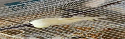 Budgerigars birds for sale: Tame baby budgies straight from nest in Leicester - Advert 12