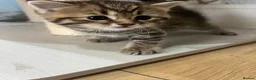 American Shorthair cats for sale: Beautiful BSH Kittens for sales  - Advert 4