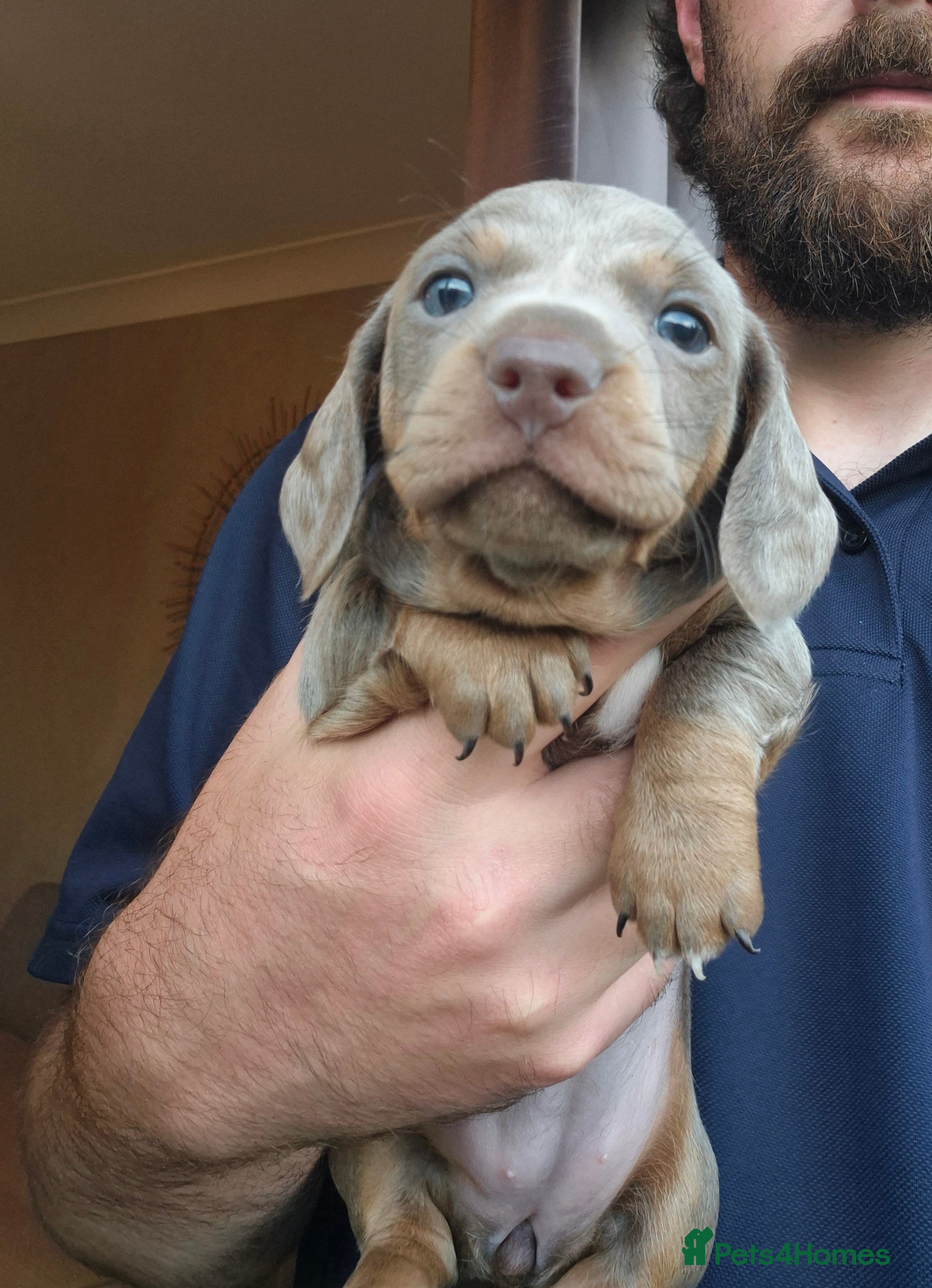 Miniature Dachshund dogs Quality miniature dachshunds - Advert 1