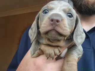 Miniature Dachshund dogs Quality miniature dachshunds - Advert 1