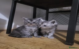 Maine Coon cats for sale:  TICA Registered Maine Coon Kittens Silver Tabby  - Image 2