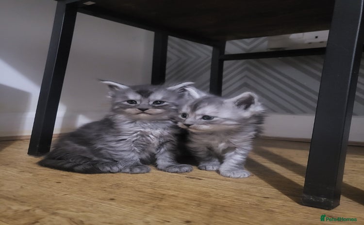 Maine Coon cats - Advert 1