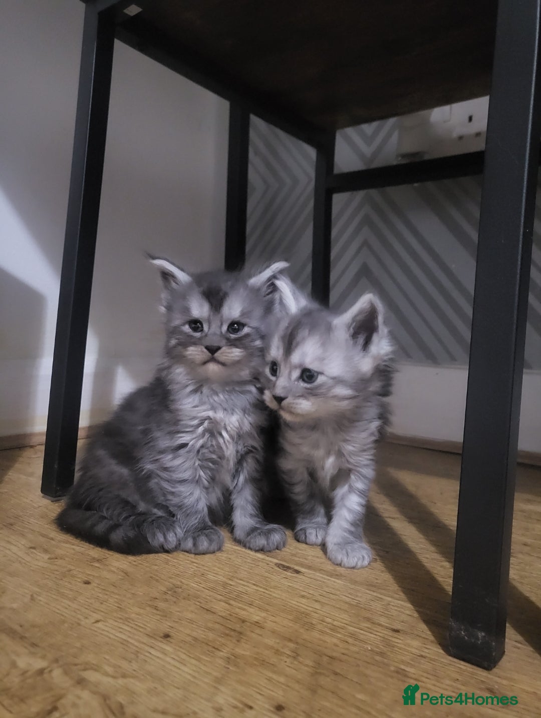 Maine Coon cats for sale:  TICA Registered Maine Coon Kittens Silver Tabby  - Image 2