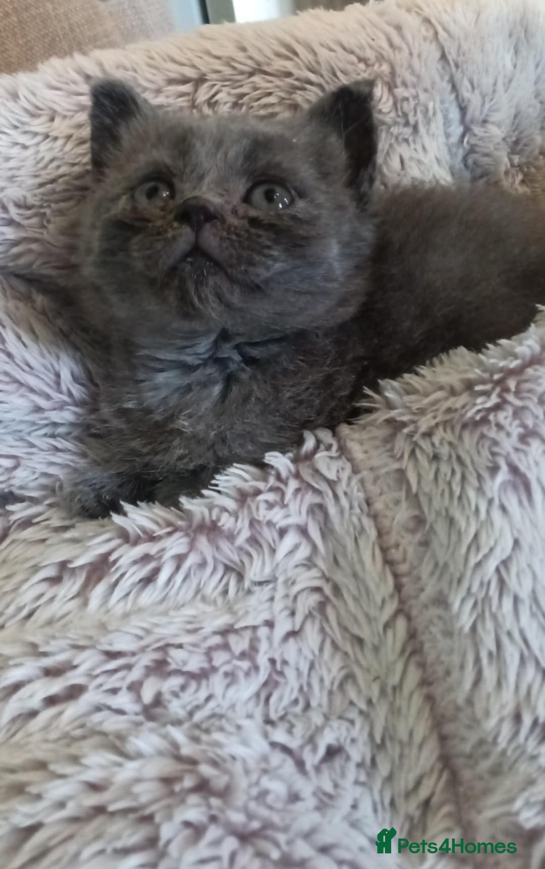 Mixed Breed cats for sale: Beautiful British shorthaired mix mainecoon  - Image 4