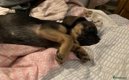 Mixed Breed dogs for sale: french bull dog x carin terrier girls x - Image 9