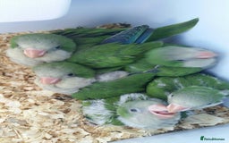 Parakeets birds for sale: Males and females DNA tested Quaker parrots babies - Image 24